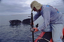 Camerman Peter Scoones filming grey whale underwater with remote camera, San Ignacio lagoon, Baja California, Mexico