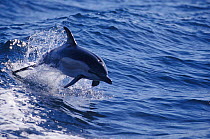 Common dolphin porpoising, Gibralter Straits