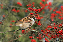 Male Common / House sparrow (Passer domesticus)in Hawthorn, UK  Worcestershire