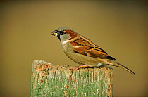 Common / House sparrow male, UK