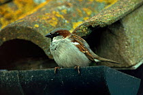 Male common (house) sparrow perched on gutter, Worcestershire, England
