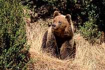 Brown Bear at El Hosquillo, Cuenca, Spain. Captive animal