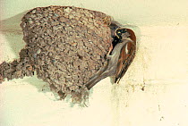 Male Common (House) sparrow feeds young at nest made in old House martin's nest. England, UK