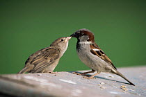 Male Common / House sparrow (Passer domesticus)feeds young,  UK