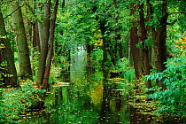 River running through woodland in Autumn. Spreewald, GERMANY