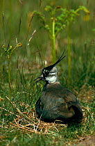 Lapwing sitting on nest. Norfolk, UK