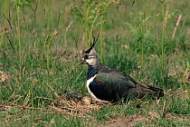 Lapwing sitting on nest. Norfolk, UK