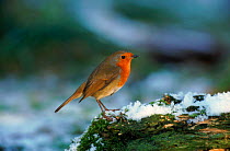 Robin on snow-covered log. Winter, UK