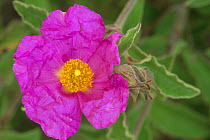 Rock Rose flower, California (Cistus incanus) USA