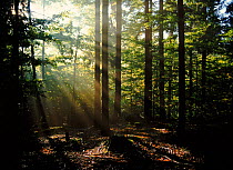 Bavarian Forest NP, in the early morning light. Germany. Sunrays through the trees.