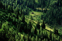 Alpine pasture in Austria.