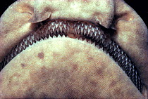 Rows of replaceable teeth of the swell shark. (C ventriosum) USA California