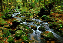 Bavarian Forest NP, Germany. Mountain stream in the autumn.