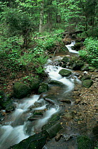 Mountains stream running through Bavarian Forest NP, Germany