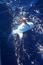 Bull shark (Carcharhinus leucas) caught on line for sport fishing using grouper as bait, South Andros, Bahamas