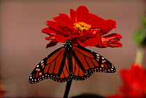 Monarch butterfly (Danaus plexippus) at flower, USA