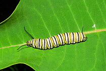 Monarch butterfly caterpillar (Danaus plexippus)