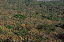 View over tropical dry forest canopy of Santa Rosa NP in dry season, Costa Rica