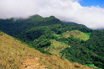 Tropical rainforest habitat of Guanacaste, with research base up in highlands, Costa Rica
