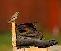 Spotted flycatcher beside old boot, Sweden