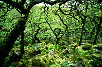 Wistmans Wood - ancient oak (Quercus robur, Quercus petraea and hybrids) wood with lichen. Devon, UK