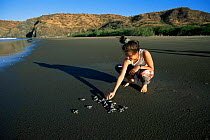 Biologist releases Olive Ridley turtle hatchlings from study nest, Santa Rosa NP Costa Rica