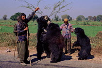 Dancing Sloth Bears with their keepers, Fathepur Sikri, India