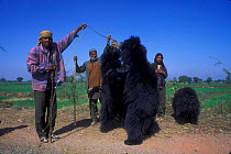 Dancing Sloth Bears with showmen (Melursus ursinus) Fathepur Sikri, India