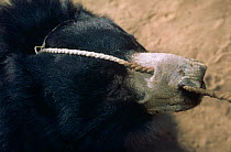 Dancing Sloth Bear {Melursus ursinus} with rope through muzzle, captive, India