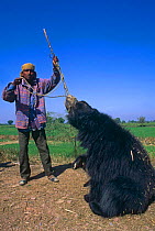 Dancing Sloth Bear {Melursus ursinus} with handler, captive, Fathepur Sikri, India