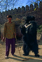 Dancing Sloth Bear {Melursus ursinus} with handler, captive, Fathepur Sikri, India
