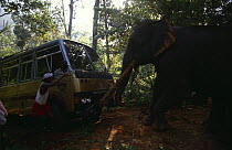 Domestic Indian elephant {Elephas maximus} towing coach out of ravine, India