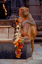 Young Rhesus Macaque at Temple. (Macaca mulatta) Varansi, India