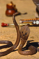 Captive Asian cobras (Naja naja) trained for tourism snake charmer displays, New Delhi, India