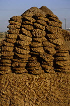 Pile of cow dung patties used for fuel, New Delhi, India