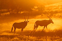 Gemsbok at dawn in Kruger NP. (Oryx gazella gazella) Africa. South Africa.
