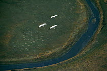 Whooping cranes fly over Canada (Grus americana) Saskatchewan