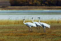 Whooping cranes by river (Grus americana) Saskatchewan
