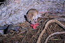 Wood Mouse with newborn babies in nest (Apodemus sylvaticus) Spain