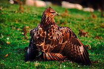 Common buzzard mantling (protecting) prey.  Wales UK