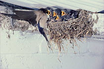 Barn Swallow feeding young in nest, UK