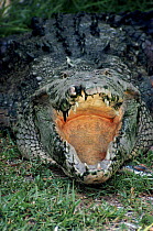 American Crocodile with open jaws, Florida, USA. Captive.
