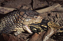 King Cobra (Ophiophagus hannah) swallowing Boa. C