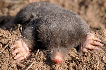 European Mole emerging from ground