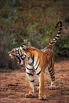 Female tiger yawning (Panthera tigris) India