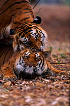 Close-up of heads of mating tigers. (Panthera tigris) Ranthambhore NP, India