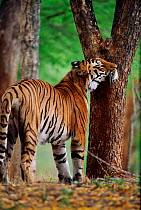 Tigress rubs face on tree trunk - scent marking her home range. Ranthambhore NP India