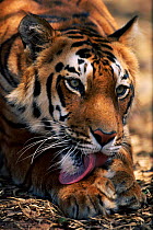 Portrait of tiger licking paw, Ranthambhore NP, India. Note - Tigers have coarse, abrasive tongues useful for stripping meat from the bone but also for condition their fur.