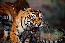 Annoyed male tiger snarling. (Panthera tigris) Ranthambhore NP India