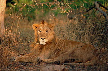 Male Asiatic lion lying in grass (Panthera leo) Gir forest, India